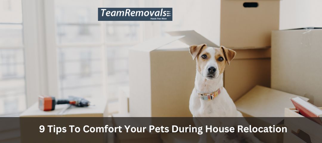 9 Tips To Comfort Your Pets During House Relocation